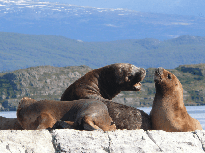 NAVEGACION CANAL BEAGLE LOBOS